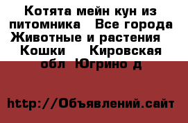 Котята мейн-кун из питомника - Все города Животные и растения » Кошки   . Кировская обл.,Югрино д.